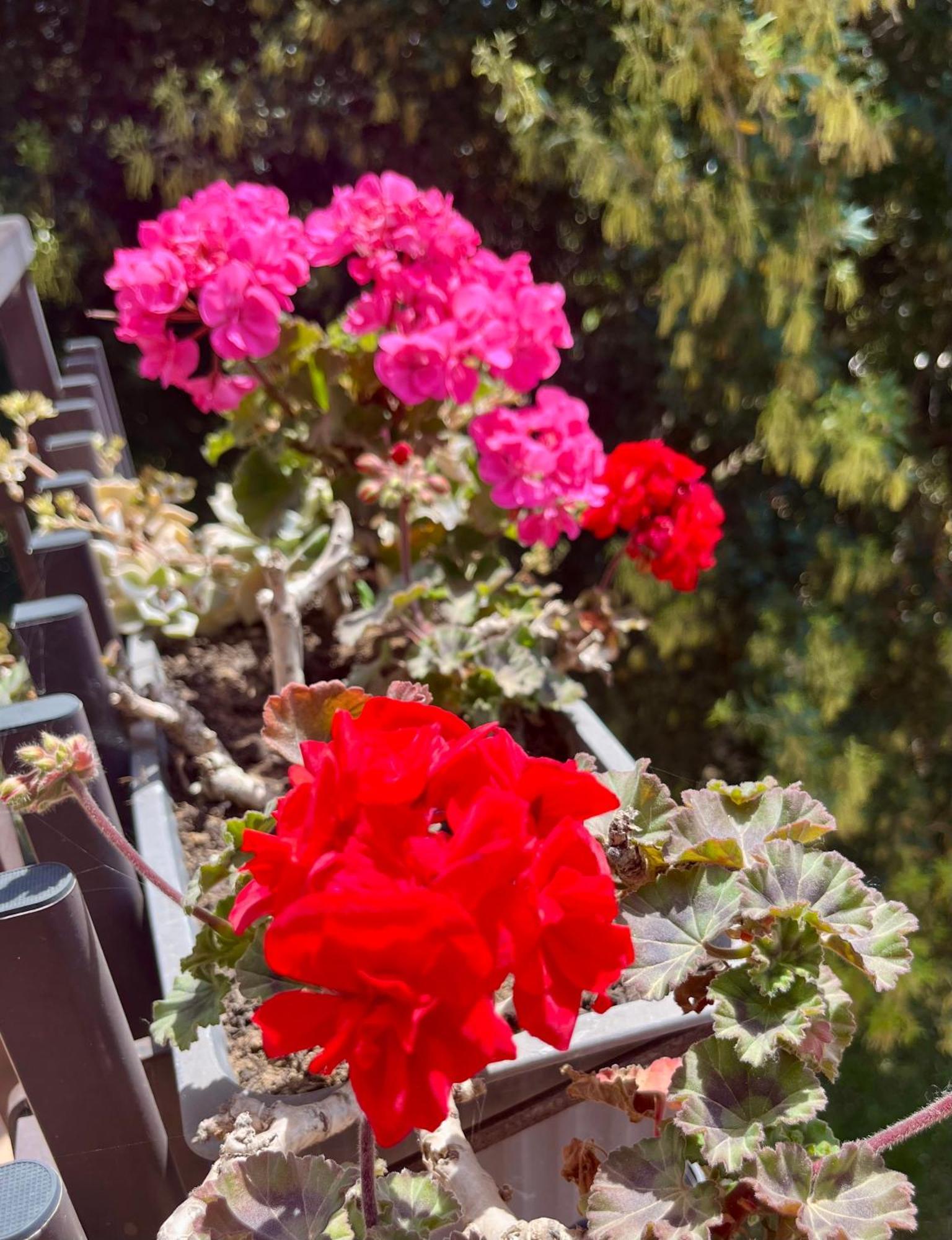 I Lecci Guesthouse San Felice Circeo Kültér fotó